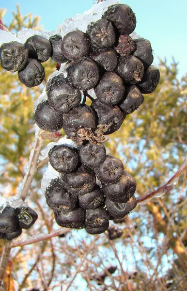 Os frutos de rowan preto — Fotografia de Stock
