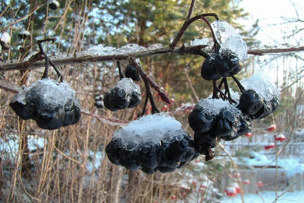 Schwarze Beeren mit Eis bedeckt — Stockfoto