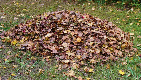 Haufen trockener Blätter — Stockfoto