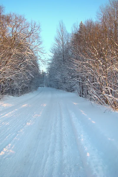 Strada bianca foresta invernale — Foto Stock