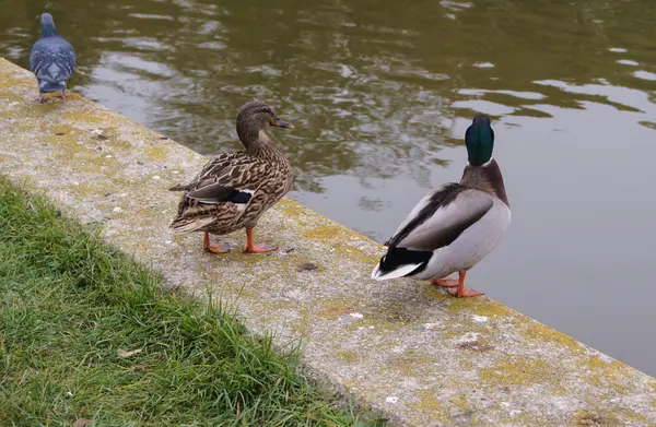 Zwei Wildenten und eine Taube — Stockfoto