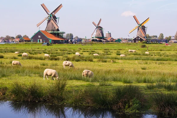 Flock of sheep — Stock Photo, Image