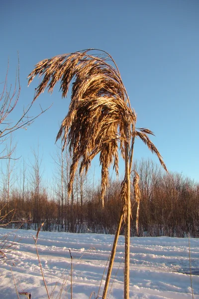 Сухой тростник зимой — стоковое фото