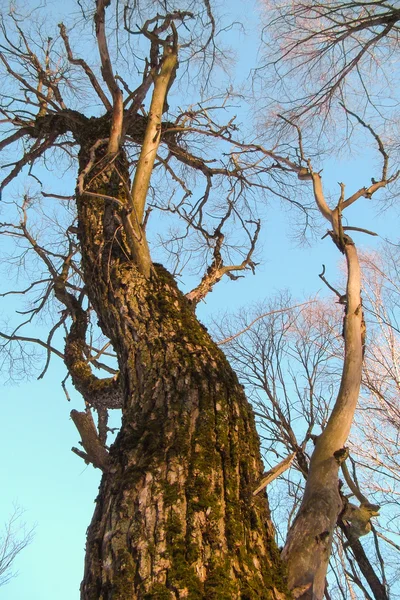 Árvore caduca seca — Fotografia de Stock