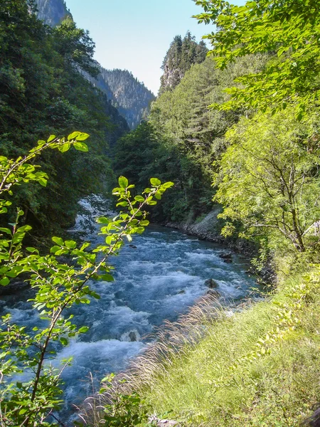 Fiume della foresta — Foto Stock