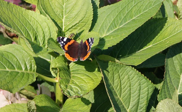 Mariposa. — Foto de Stock