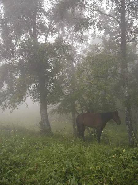 Cheval dans le brouillard d'avant l'aube — Photo