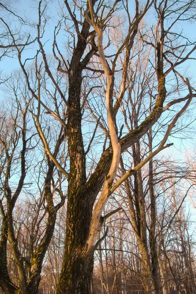 Listnatý strom v zimě — Stock fotografie