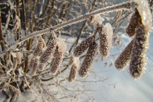 Alder branch — Stockfoto