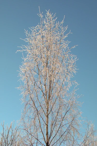 Birch branches — Stock Photo, Image