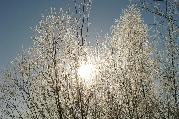 Witte toppen van de bomen — Stockfoto