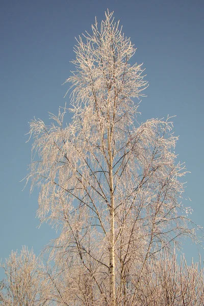 Witte berk — Stockfoto