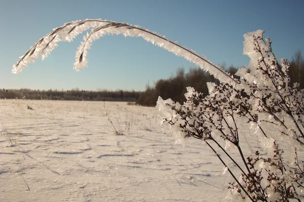 Trockene Pflanzen im Frost — Stockfoto