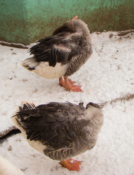 Patos domésticos no inverno — Fotografia de Stock