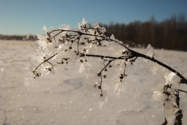 Listy z přírodních ledových krystalů — Stock fotografie