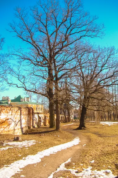 Alte Bäume im Frühling — Stockfoto