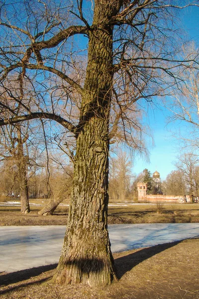 Albero alto vecchio — Foto Stock