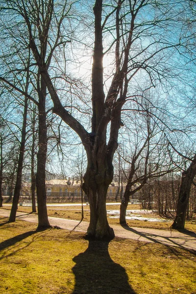 Весеннее солнце за деревом — стоковое фото