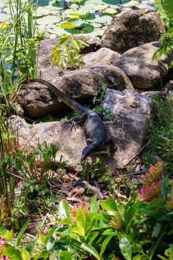 Büyük bir kaya üzerinde Lizard