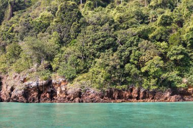 canlı yeşil bitki örtüsü