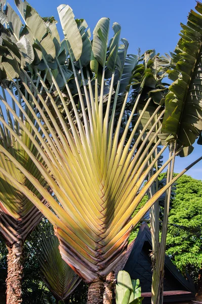 Uzun palmiye yaprakları — Stok fotoğraf