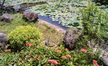 bir su birikintisi yakın Temizleme