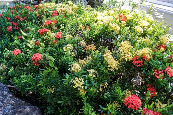 Pink and yellow flowers — Stock Photo, Image