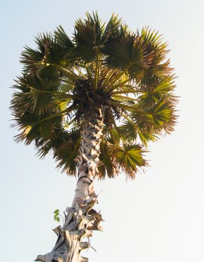 Uzun palmiye ağaçları