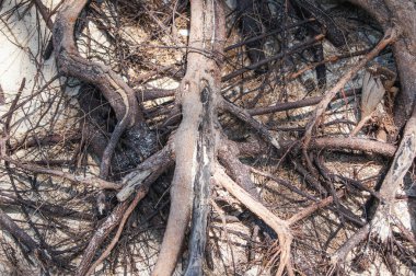 Sıkıca kökleri iç içe