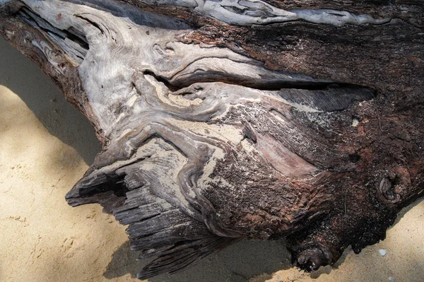 Pedaço de tronco de árvore — Fotografia de Stock