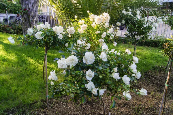 Rosas de Bush —  Fotos de Stock