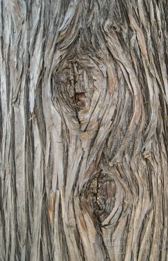 izini sürmek-in deniz mili