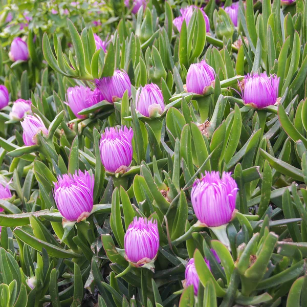 緑の葉を持つピンクの花 — ストック写真