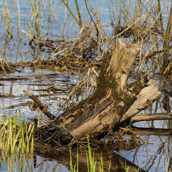 Водная растительность — стоковое фото