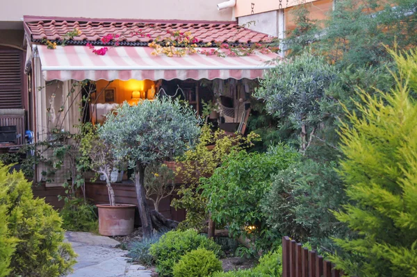 Trees and bushes in the yard — Stock Photo, Image