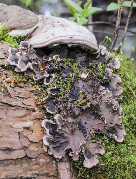 Cogumelos de madeira e musgo — Fotografia de Stock
