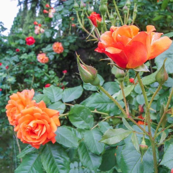 Rosas naranjas —  Fotos de Stock