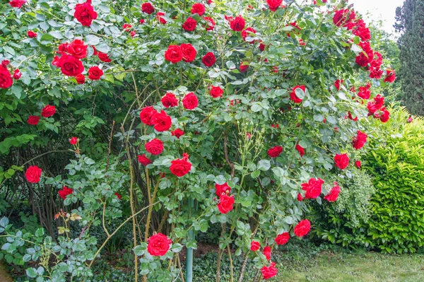 Arbusto de rosa —  Fotos de Stock