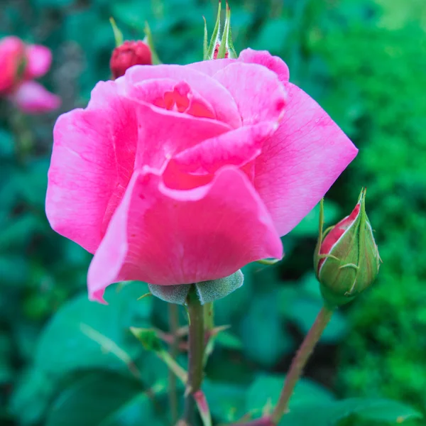 Ljusa Rosa Ros — Stockfoto