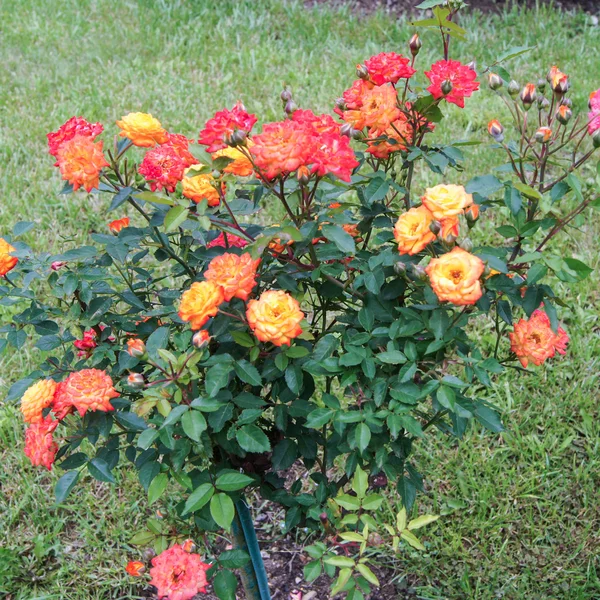 Rosas naranjas arbusto —  Fotos de Stock