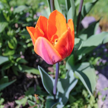 Orange tulip