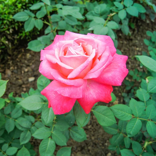 Rosa roja brillante —  Fotos de Stock