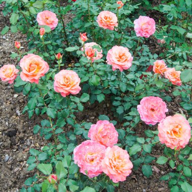 Vintage gül çiçekleri