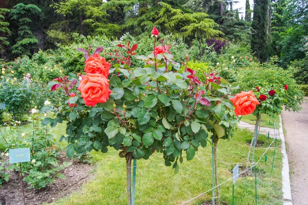stam roses