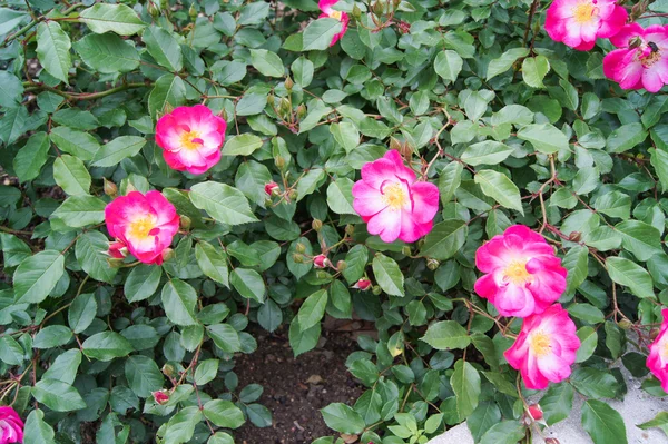 Halvvilda rose — Stockfoto