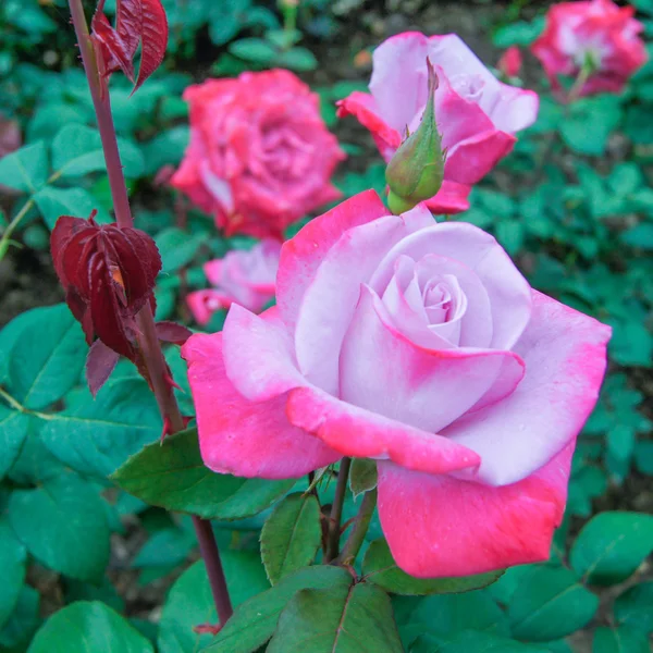 Rosas rosadas —  Fotos de Stock