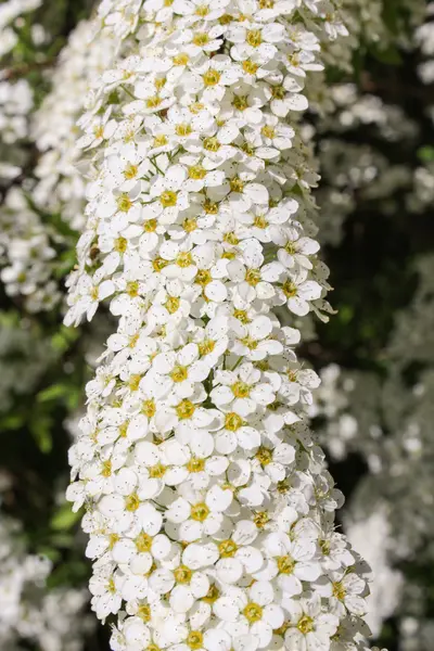 Branch spiraea — Stock Photo, Image