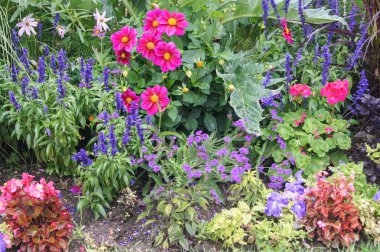 Kırmızı dahlias ve diğer çiçekler