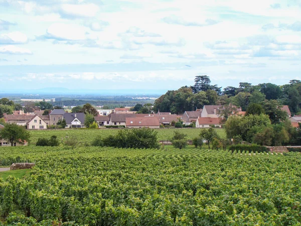 Vigneto vicino al villaggio — Foto Stock