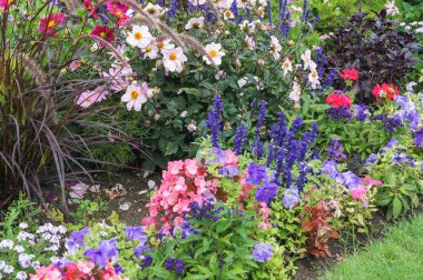 pembe dahlias ve diğer çiçekler